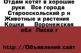 Отдам котят в хорошие руки - Все города, Старооскольский р-н Животные и растения » Кошки   . Воронежская обл.,Лиски г.